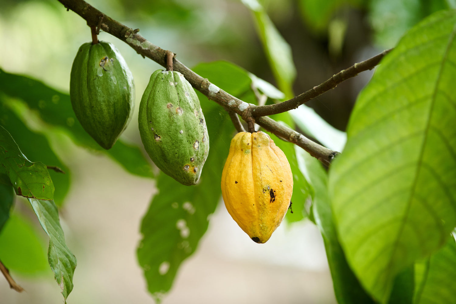 The-dark-truth-about-modern-slavery-in-the-chocolate-industry Love Cocoa