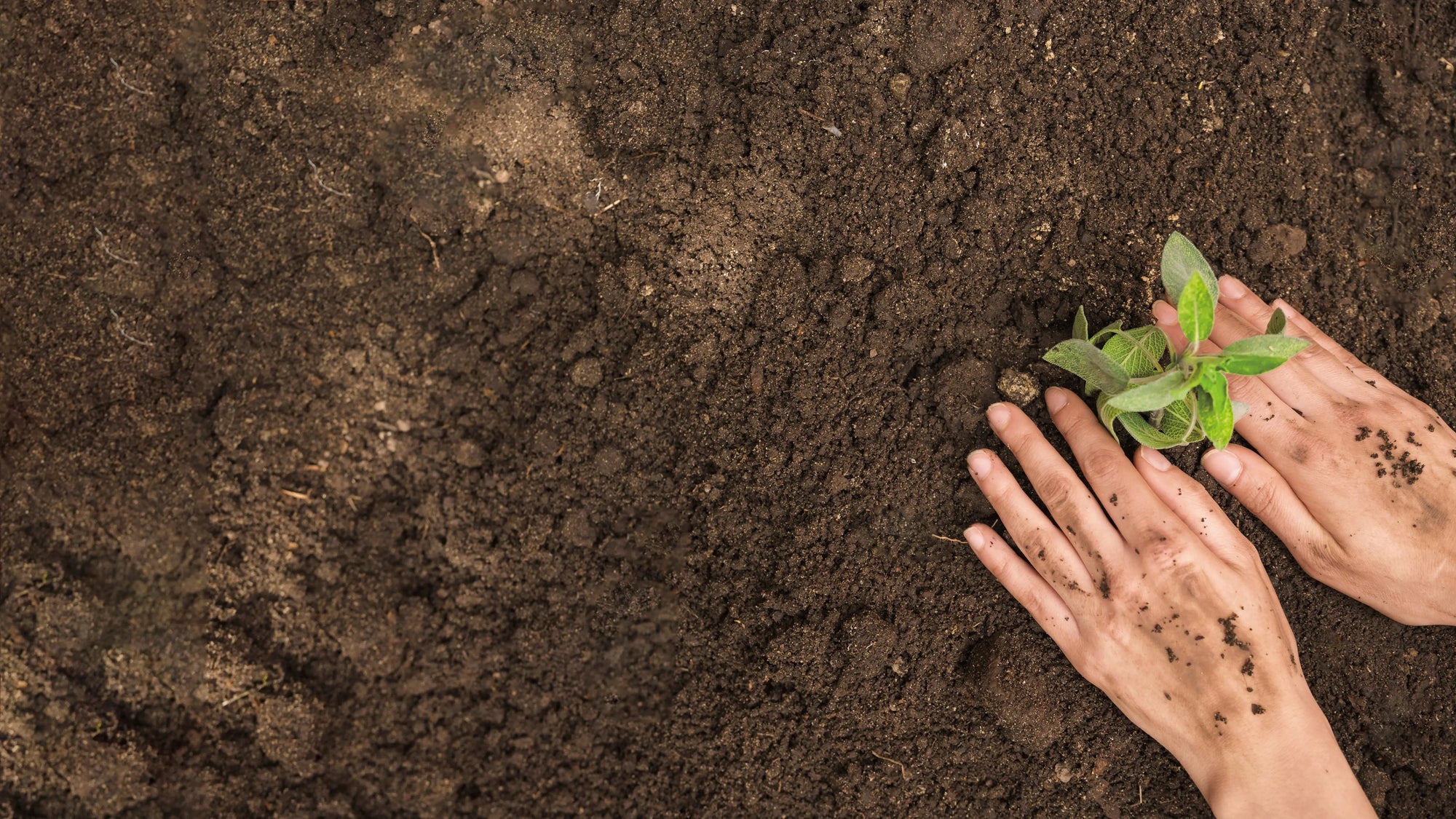 Chocolate for a Sustainable Future