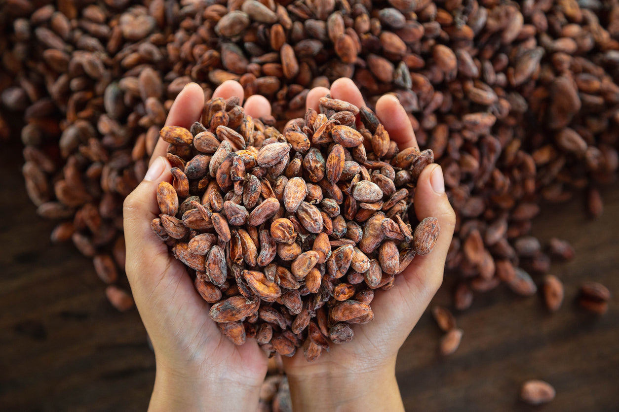 Where does chocolate come from? The ultimate guide