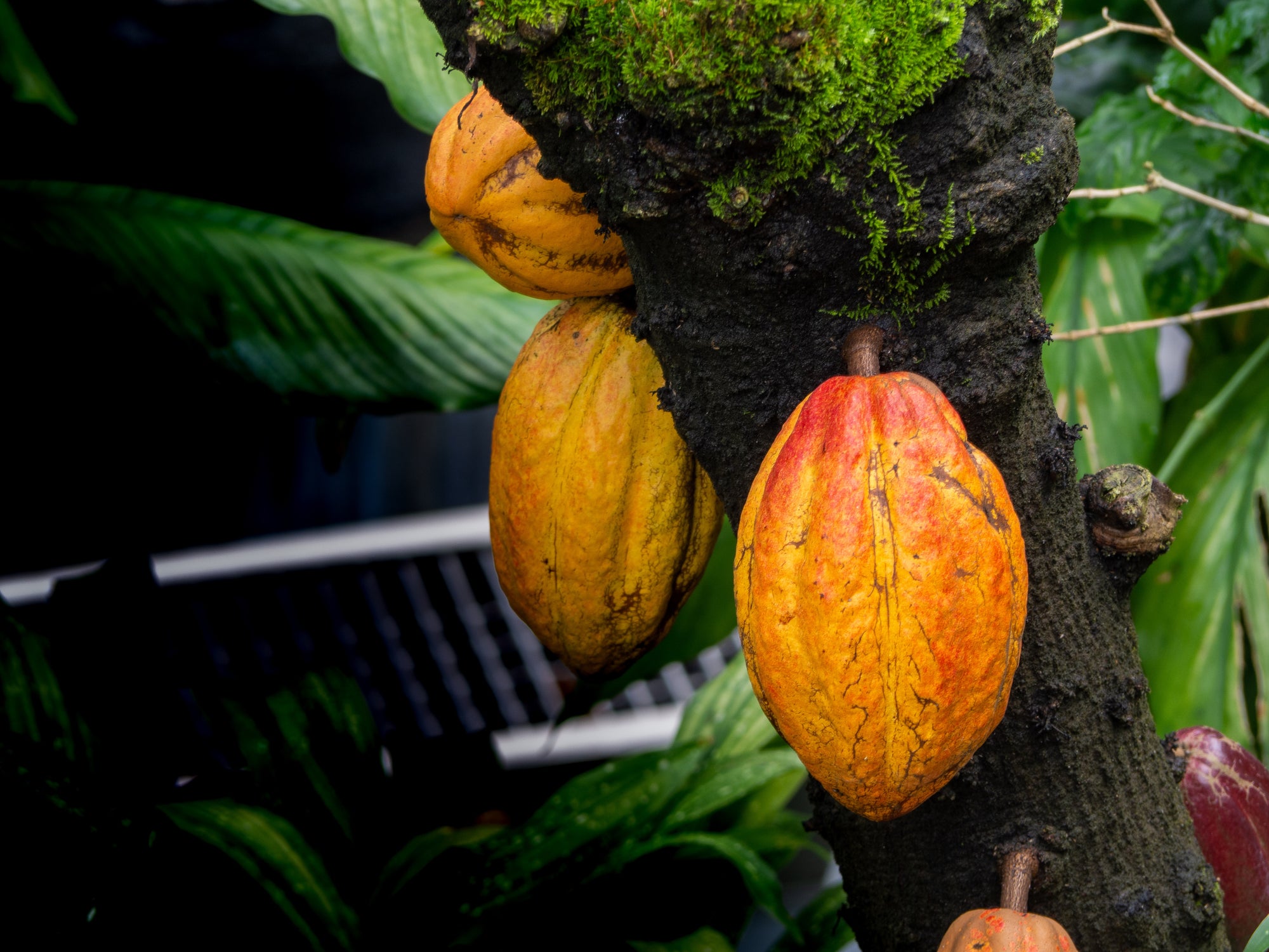 The Ultimate Guide To The Cacao Fruit